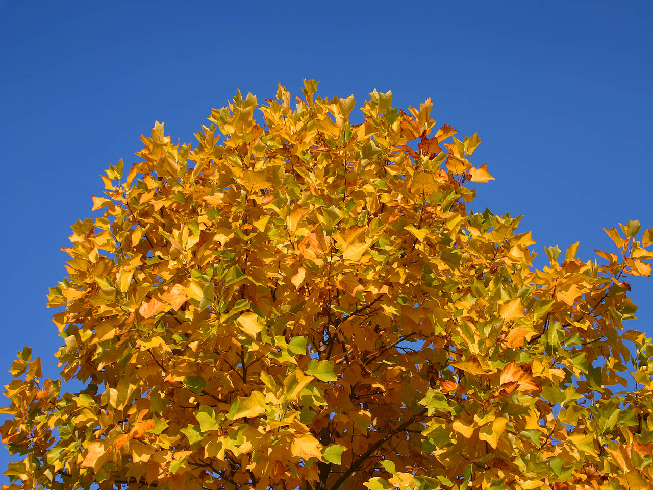Foto Alter Botanischer Garten - München