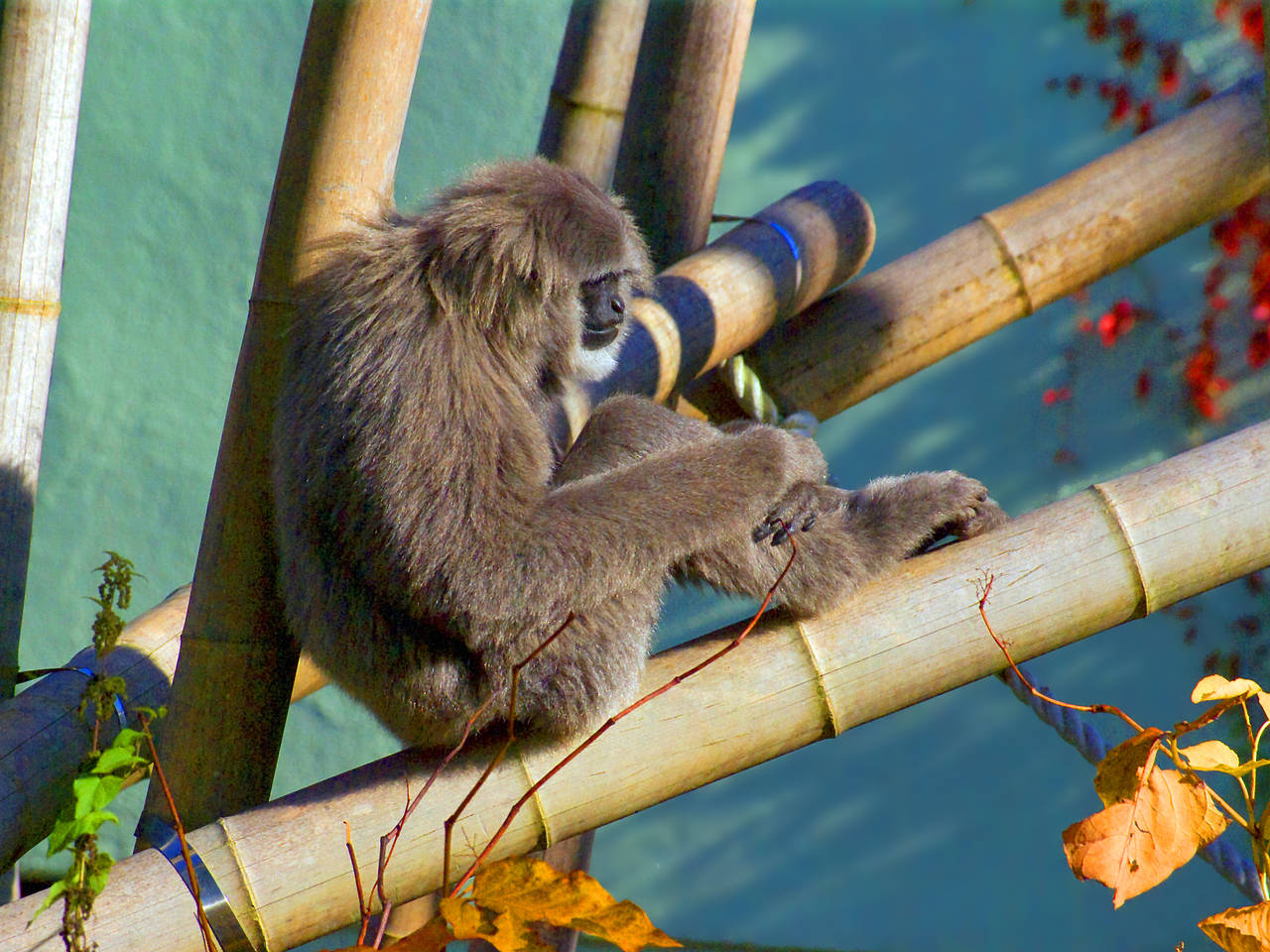 Tierpark Hellabrunn  Foto 