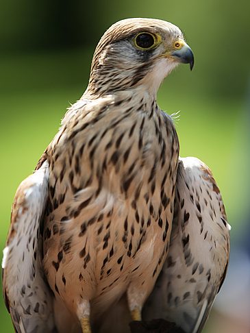 Tierpark Hellabrunn  - Bayern (München)