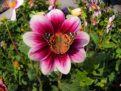 Foto Alter Botanischer Garten - München
