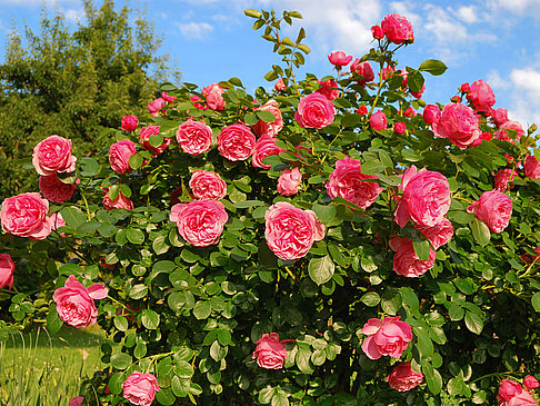 Botanischer Garten - Bayern (München)
