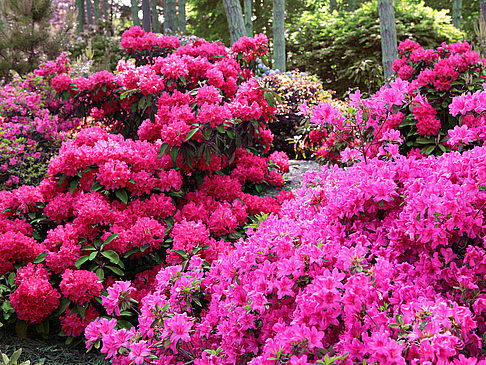 Botanischer Garten - Bayern (München)