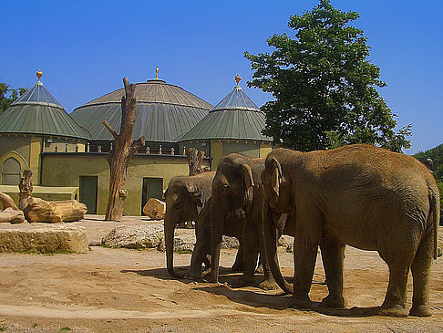 Tierpark Hellabrunn  - Bayern (München)