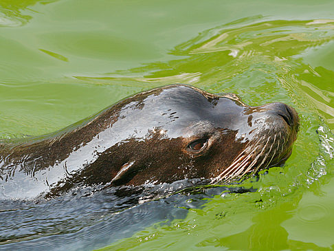 Tierpark Hellabrunn  - Bayern (München)